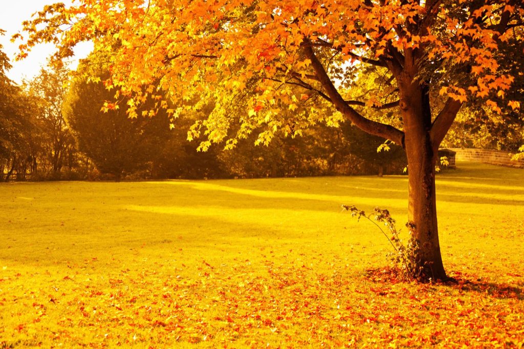 A park in autumn: trees with yellow and orange leaves above a lawn covered in fallen leaves.